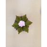 Fustella XL Cactus e pianta grassa con fiore