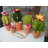 Fustella M Cactus in fiore