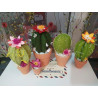 Fustella M Cactus in fiore