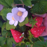 Fustella L Fragola fiore e foglia