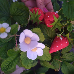Fustella L Fragola fiore e foglia