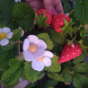 Fustella L Fragola fiore e foglia