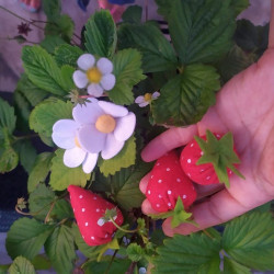 Fustella L Fragola fiore e foglia