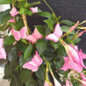 Fustella M Farfalle