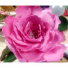Fustella M Peonia
