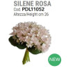 Silene colore rosa alt. 26 cm