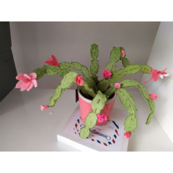 Fustella XL Cactus e piante grasse