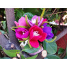 Fustella M Crocus