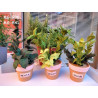 Fustella M Foglie per piante aromatiche Salvia Basilico Menta