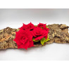 Fustella M Rose rosse
