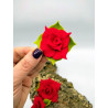 Fustella M Rose rosse