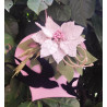 Fustella A4 Campanaccio con fiore e foglia
