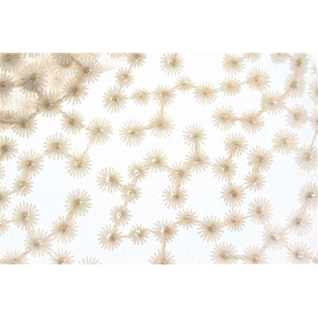 Tessuto pizzo daisy 50x65cm crema