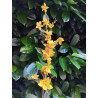 Fustella M Tris di fiori stella