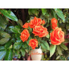 Fustella XL Rose bourbon