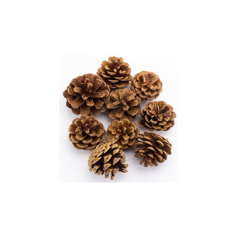 Set pigne naturali 5cm,130gr.