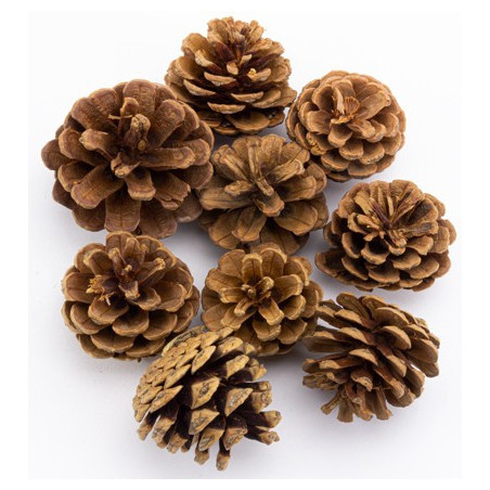 Set pigne naturali 5cm,130gr.