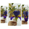 Fustella L Iris