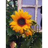 Fustella A4 Girasole grande