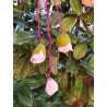 Fustella doppia XL+M Maxi rosa delle meraviglie kit 2 fustelle