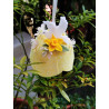 Fustellina XS Colombina