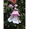 Fustella XL Cottage bloom