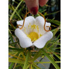 Fustellina Xs Margherita grande