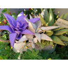 Fustella M Aloe e succulenta