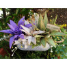 Fustella M Aloe e succulenta
