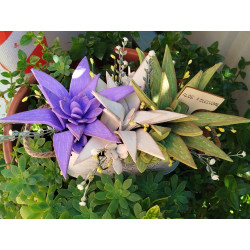Fustella M Aloe e succulenta