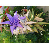 Fustella M Aloe e succulenta