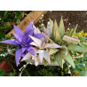 Fustella M Aloe e succulenta