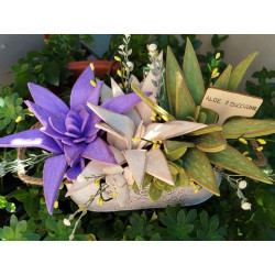 Fustella M Aloe e succulenta