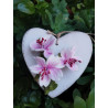 Fustellina XS fiori di pesco giapponese
