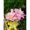 Fustella S Dalia rosa