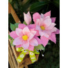 Fustella S Dalia rosa
