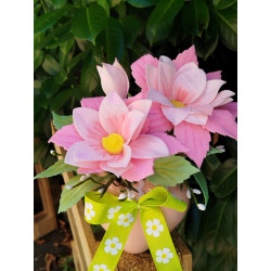 BOX Dalia Cuore di Primavera