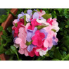 Fustella S Fiori di portulaca