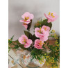 Fustella S Begonia